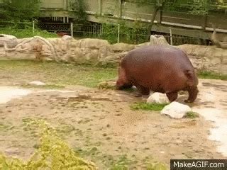 hippo pooping. . Hippo poop gif